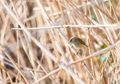 Voorjaarswandeling: op zoek naar zomervogels, zoals de tjiftjaf